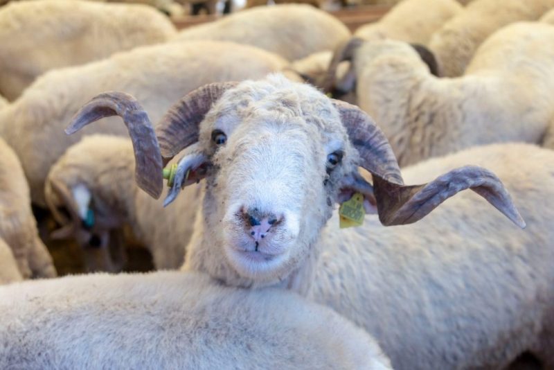 AQTA: Qurban bayramı ilə bağlı hazırlıq işləri davam edir