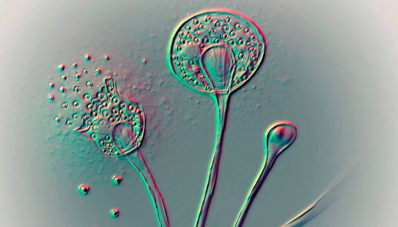 Lancet: İqlim dəyişikliyi göbələk infeksiyası təhlükəsini artırır