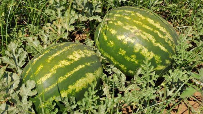 Təmizlənməyən qarpız və yemiş qida zəhərlənməsinə səbəb ola bilər