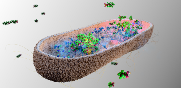 Bağırsaq bakteriyaları orqanizmi “əbədi kimyəvi maddələrdən” təmizləyə bilər
