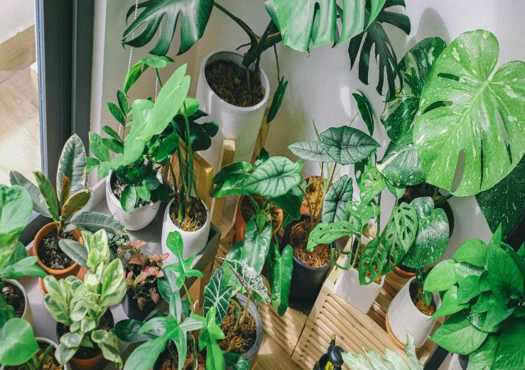 Yumurta bişirdiyiniz suyu heç vaxt atmayın – Səbəbi heyrətamizdir!