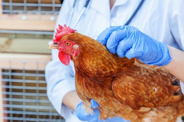 Azərbaycanda quş qripi ilə bağlı növbəti epizootoloji monitorinq keçiriləcək