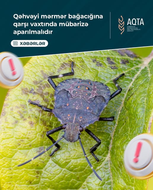  Qəhvəyi mərmər bağacığına qarşı vaxtında mübarizə aparılmalıdır   